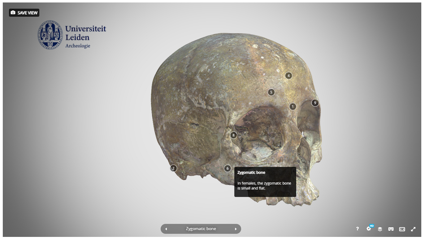 2 Skull with annotations